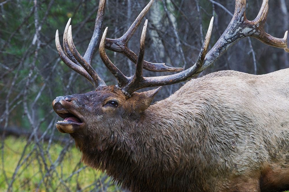Bull Elk Fleming